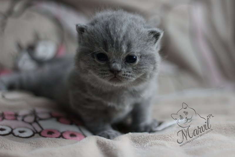 Amaya Marvil*PL