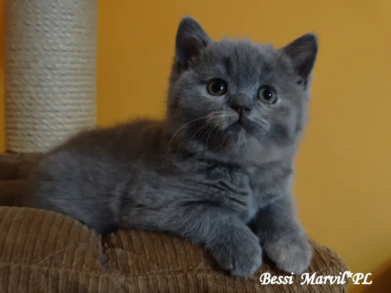 Bessi Marvil*PL