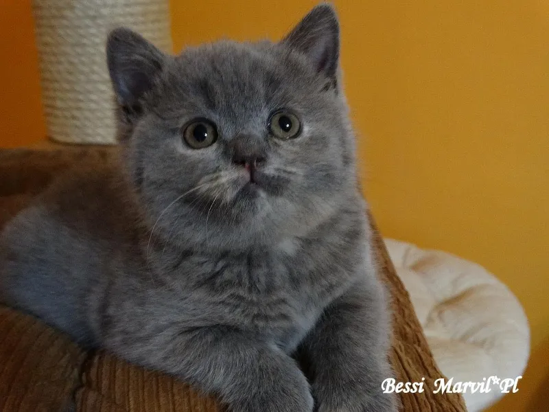 Miot „B" 2015, zdjęcie 3
