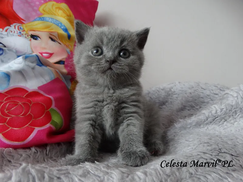 Celesta Marvil*PL