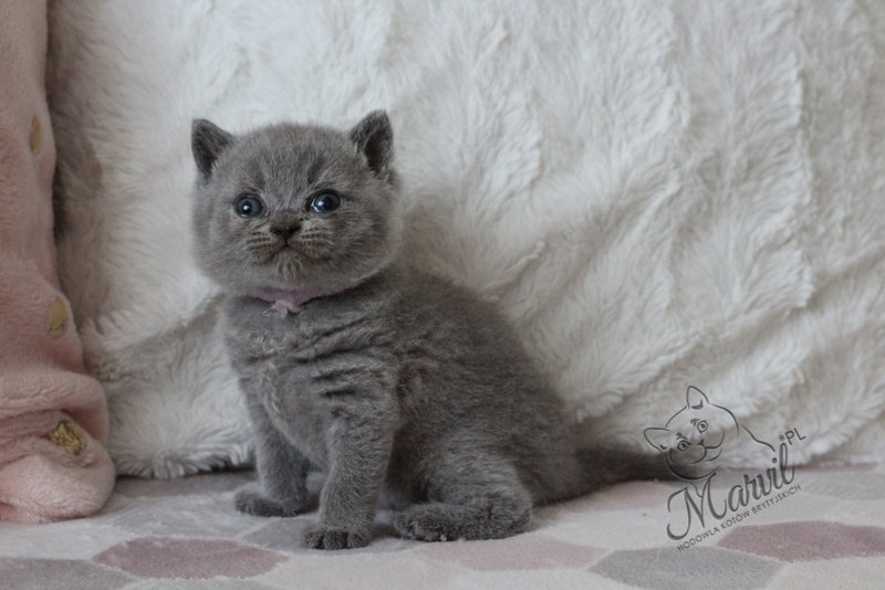 Demir Marvil*PL