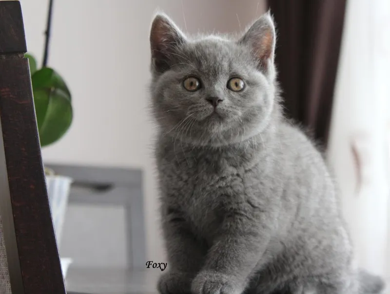 Miot „F" 2017, zdjęcie 6
