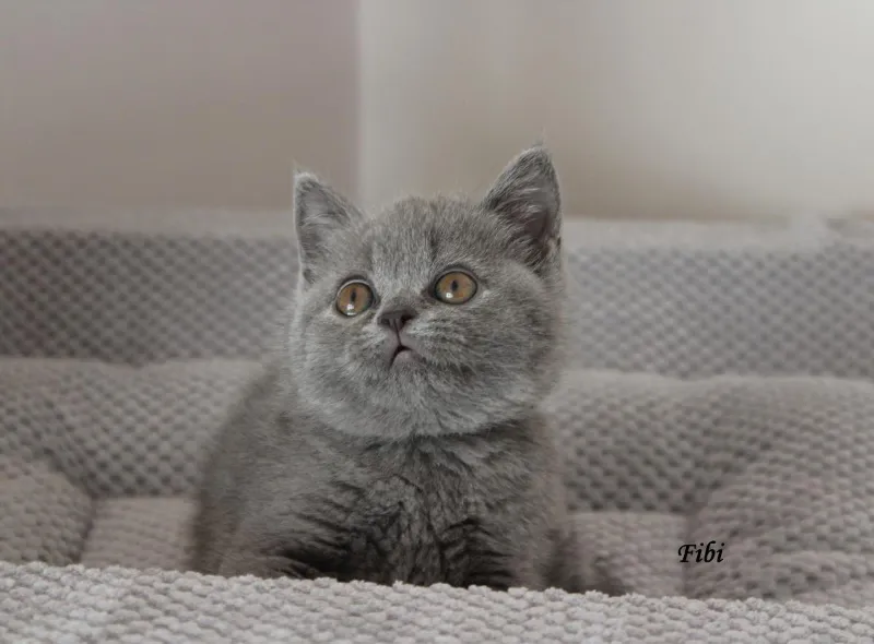 Miot „F" 2017, zdjęcie 12