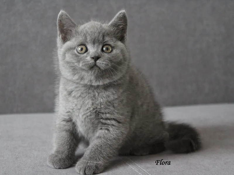 Miot „F" 2017, zdjęcie 19