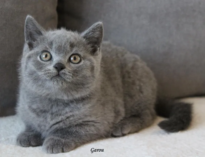 Miot „G" 2017, zdjęcie 2