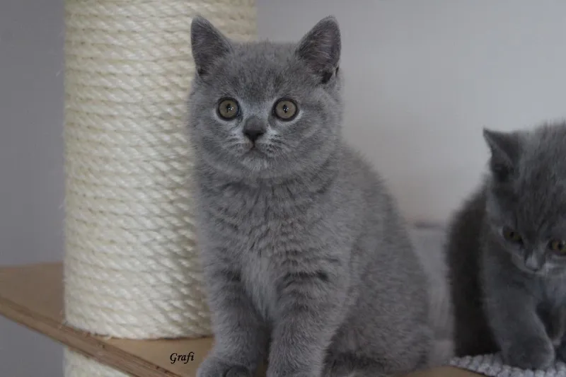Miot „G" 2017, zdjęcie 4