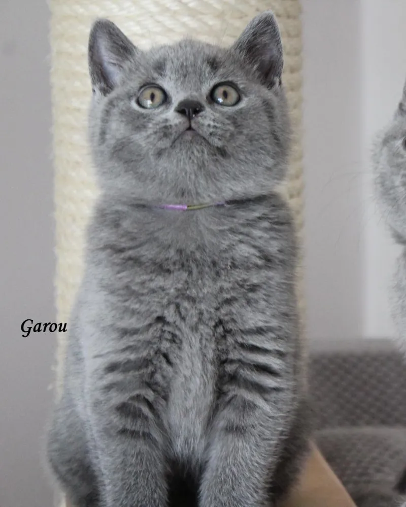 Miot „G" 2017, zdjęcie 12