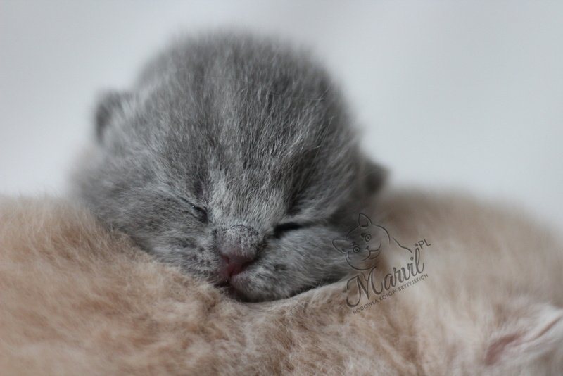 Grigio Marvil*PL