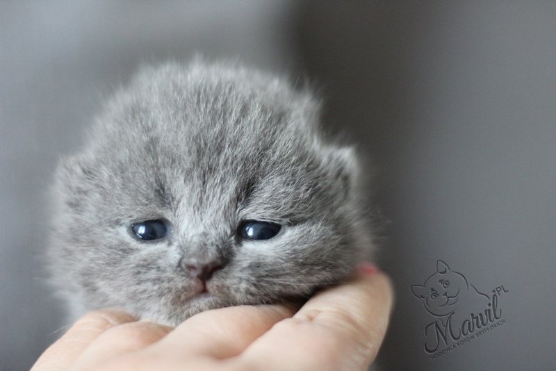 Miot „I" 2018, zdjęcie 1