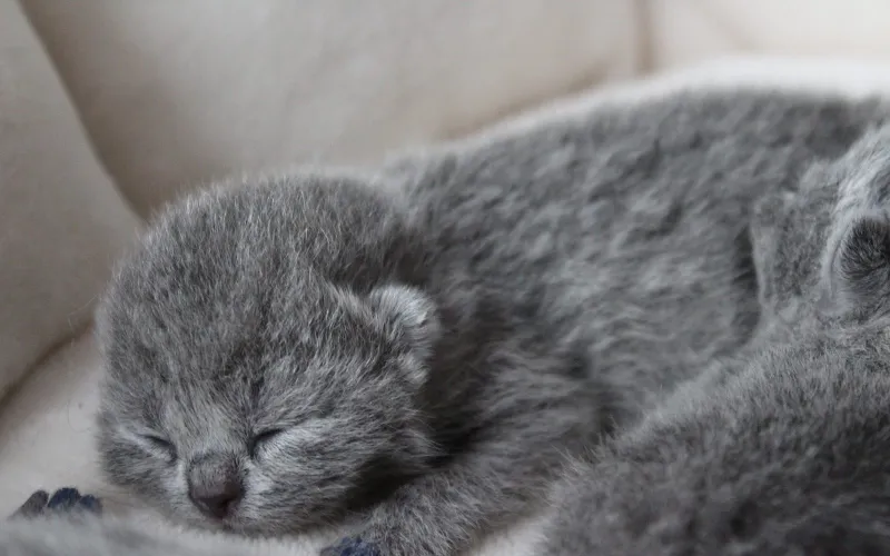 Irish Marvil*PL