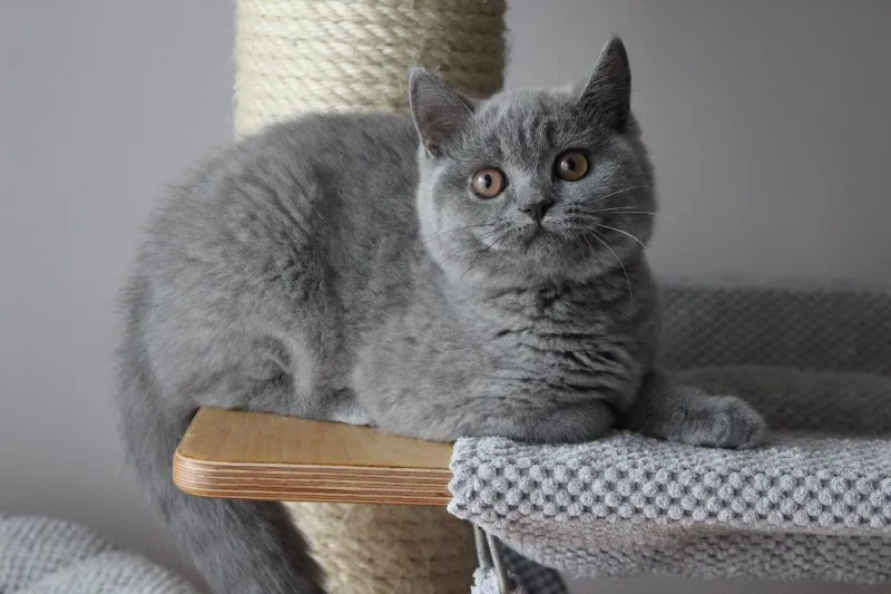 Miot „J" 2018, zdjęcie 1