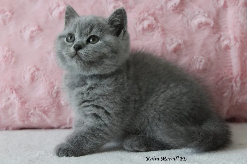 Kaira Marvil*PL