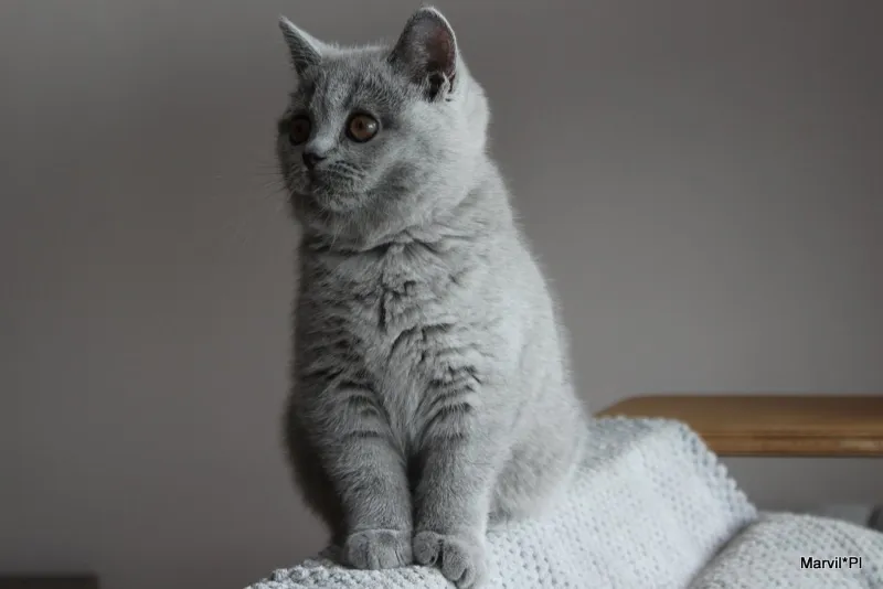 Miot „N" 2019, zdjęcie 2