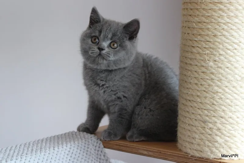Miot „N" 2019, zdjęcie 3