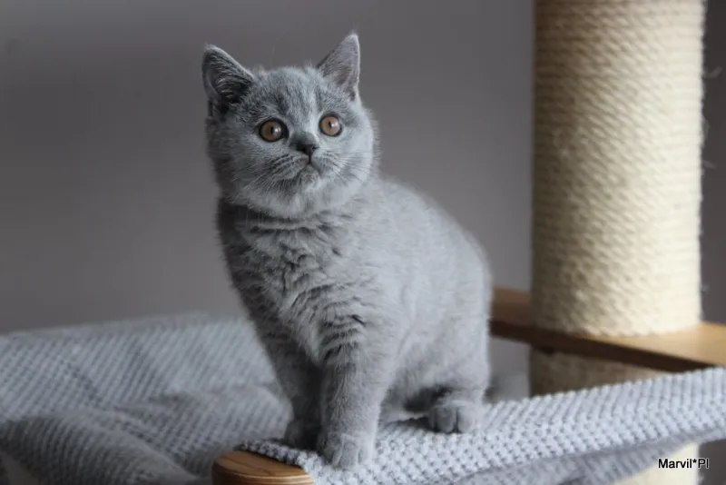 Miot „N" 2019, zdjęcie 4