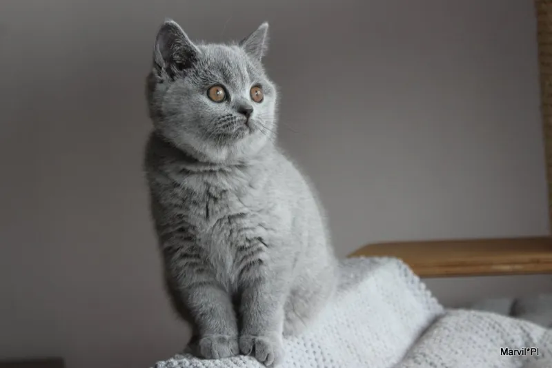 Miot „N" 2019, zdjęcie 5