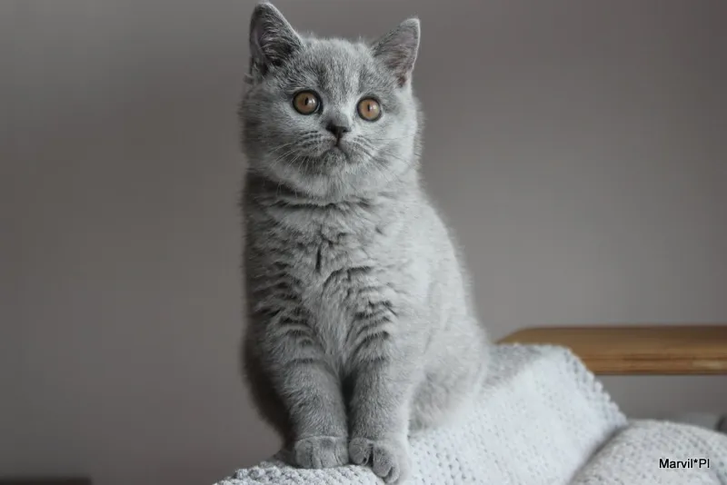 Miot „N" 2019, zdjęcie 7