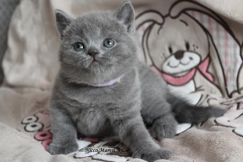 Miot „N" 2019, zdjęcie 8