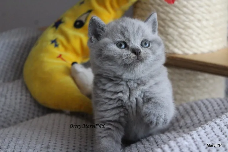 Miot „O" 2019, zdjęcie 16