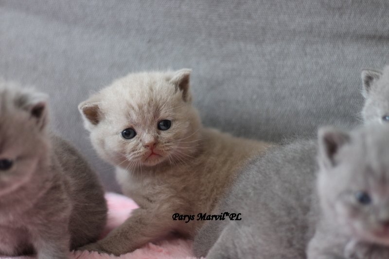 Miot „P" 2019, zdjęcie 1