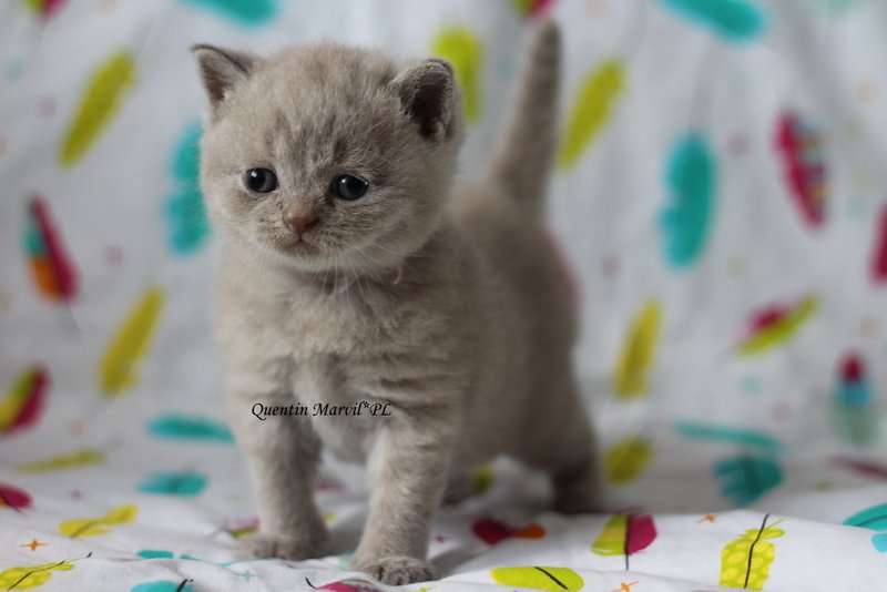 Miot „Q" 2019, zdjęcie 4