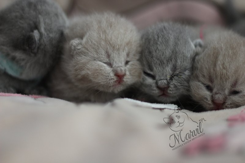 Miot „R1" 2022, zdjęcie 7