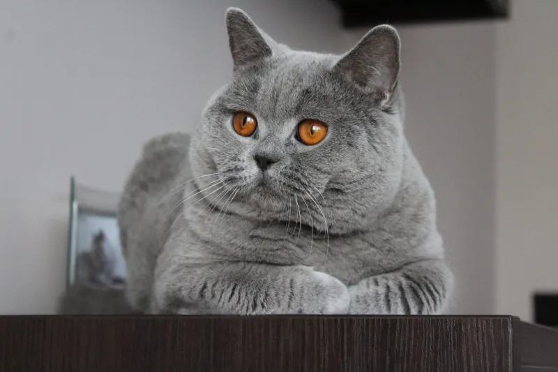 Cinimini Kates Akis*LT