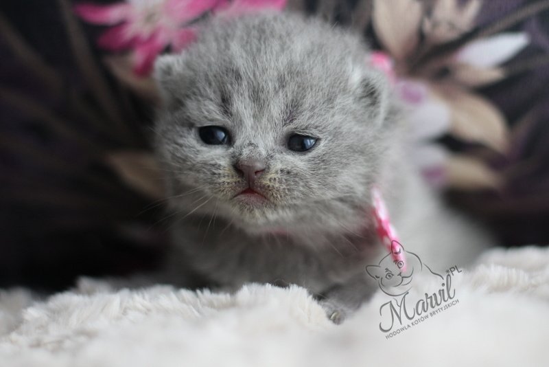 Sofi Marvil*PL