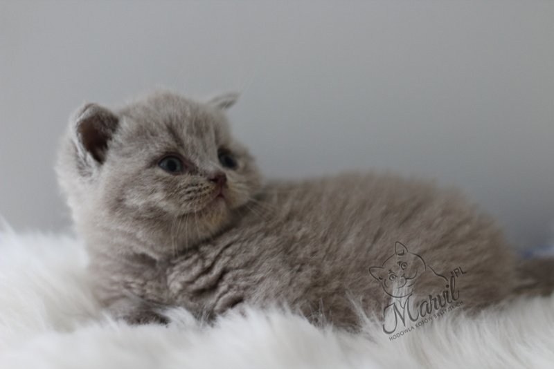 Tadzio Marvil*PL