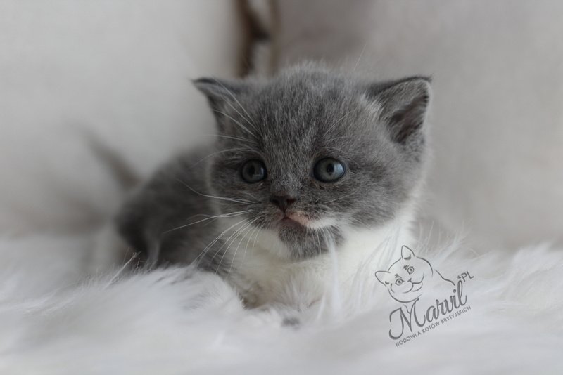 Zeina Marvil*PL