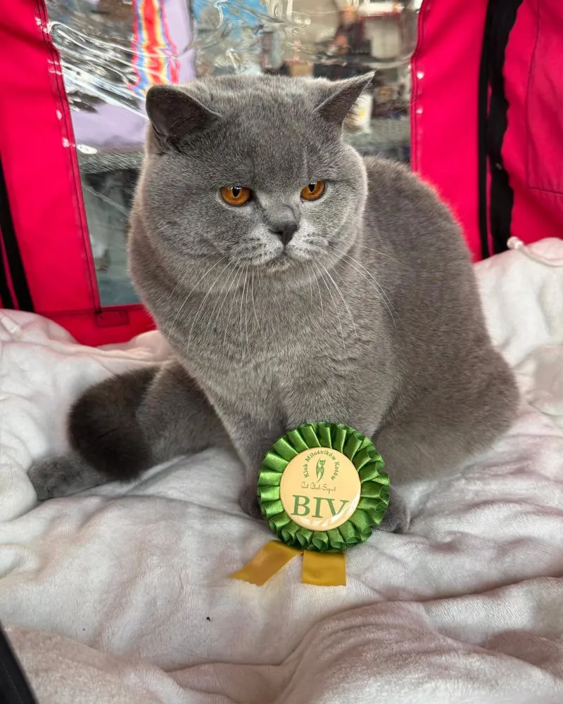 KCH,Junior CHAMPION Jones Marvil*PL