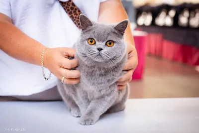 Supreme Cat Club Pabianice